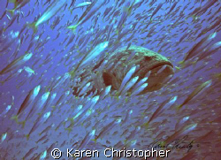 A Goliath Grouper is shown surrounded by minnows near the... by Karen Christopher 